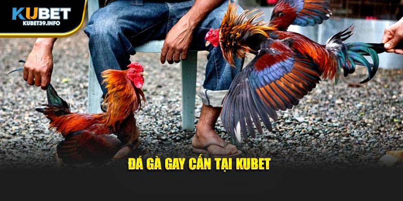 Đá gà gay cấn tại Kubet